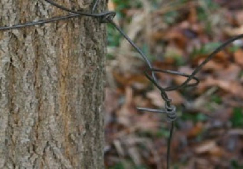 Na području Kutjeva nepoznati počinitelj postavio zamku za divljač kojom je usmrtio srneću divljač