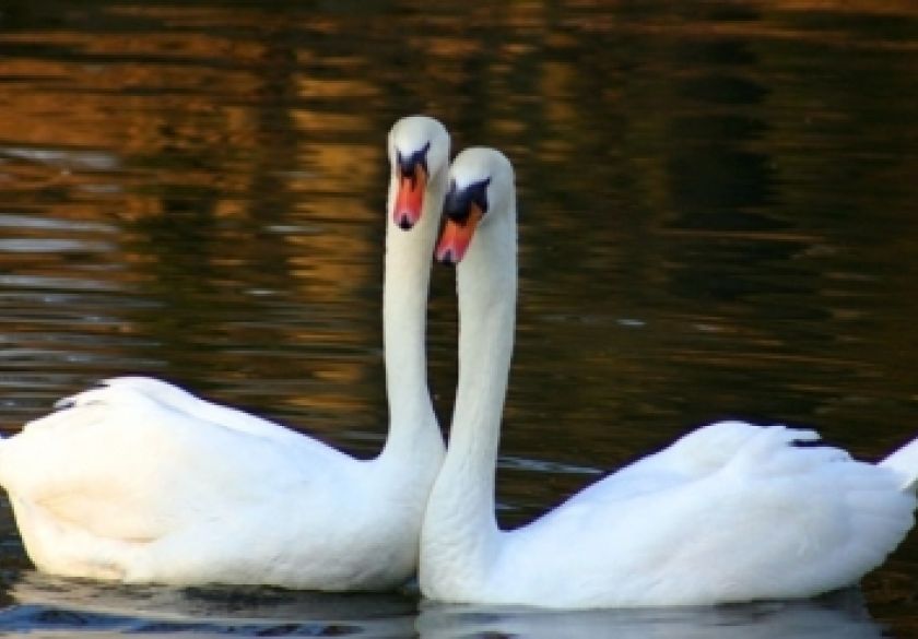 Porast broja pozitivnih divljih ptica na visoko patogenu influencu ptica (VPIP) podtipa H5N1