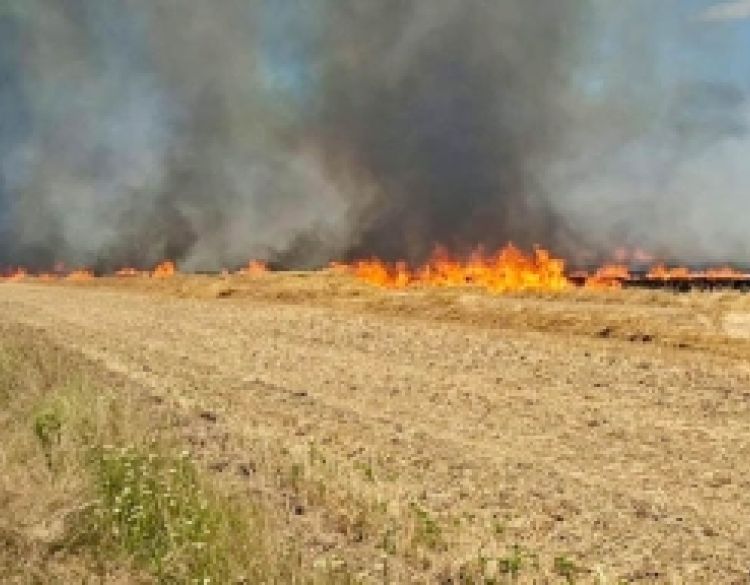 Požar kod Trenkova progutao 40 hektara strništa, vatrogasci spriječili daljnje širenje vatre