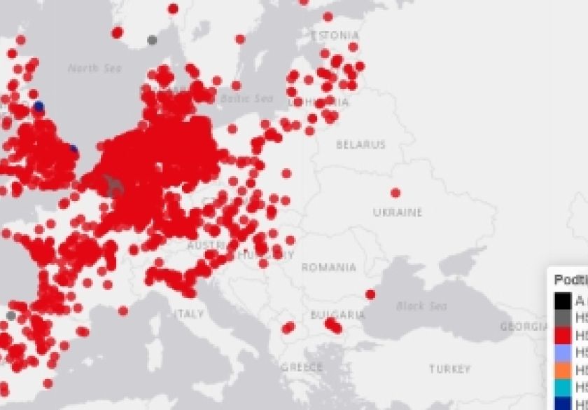 Potvrđen slučaj visokopatogene influence ptica podtipa H5N1 u labuda na vinkovačkom području u Vukovarsko-srijemskoj županiji