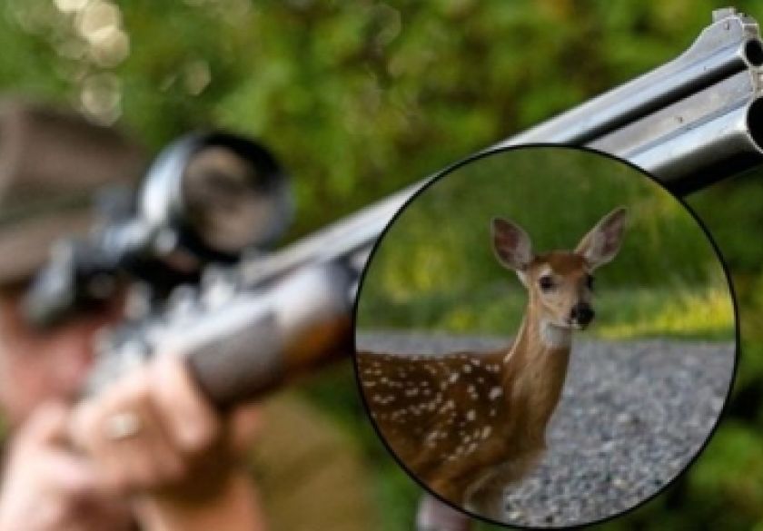 Nepoznati počinitelj usmrtio srnu iz vatrenog oružja kod Emovačkog luga