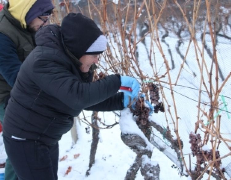 Kruna vinogradarenja Kutjeva d.d. je ledena berba koja je održana nakon svitanja jutros na - 8,4 stupnja - lokacija Hrnjevac preko 300 m/nv