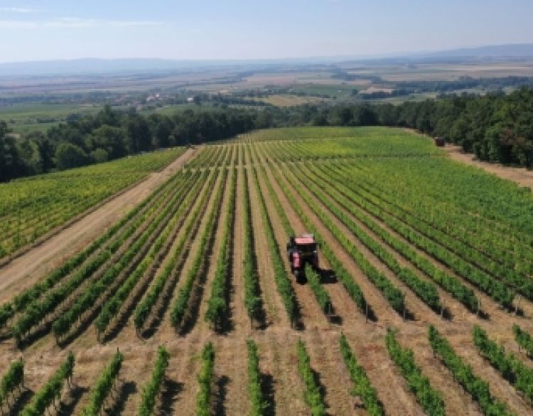 Počela je berba 2026. u Vinariji Kutjevo
