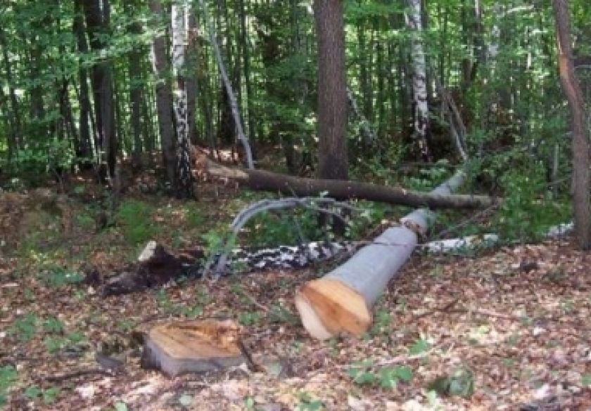 Nepoznati počinitelji posjekli i otuđili 60 stabala iz Hrvatskih šuma kod Laza Vasinih