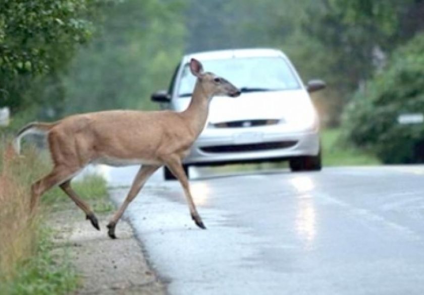 Posljednja 24 sata bilježimo tri naleta vozila na divljač a tijekom 15 dana prosinca čak 25 naleta vozila na životinje
