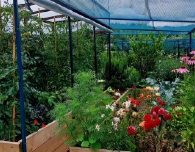 Zaštita i jačanje biljaka u ukrasnom vrtu i povrtnjaku s Bio Plantellom