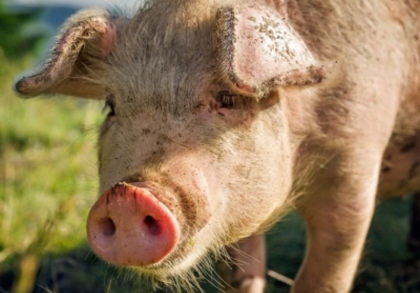Proširene zone ograničenja zbog afričke svinjske kuge: dio Požeško-slavonske županije pod posebnim mjerama