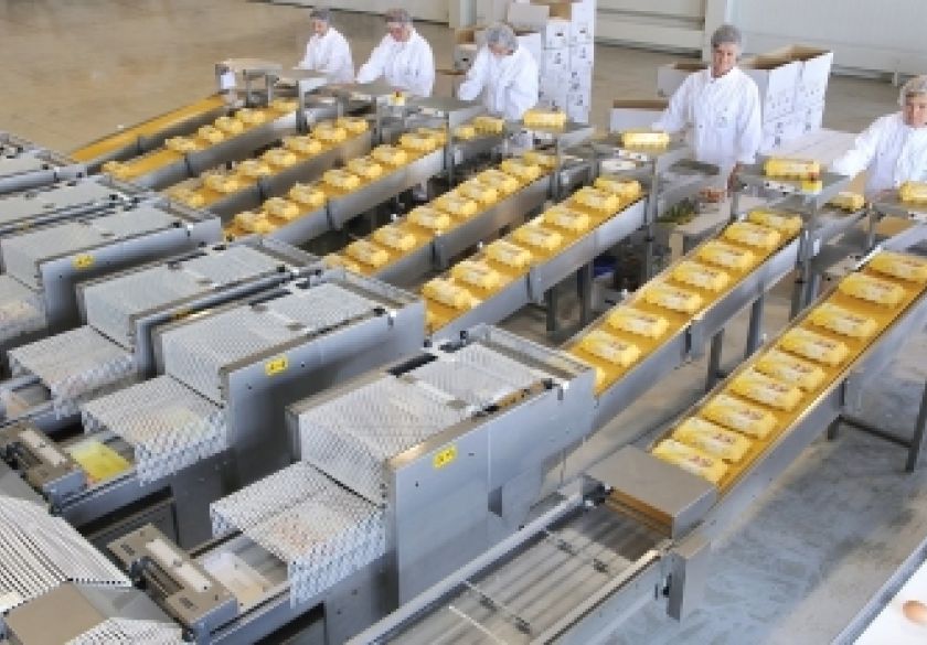 Salmonela prijeti jatima konzumnih nesilica - Hrvatski peradari svim se sredstvima bore protiv salmoneloze