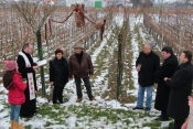 Blagoslovljeni vinogradi na početku vinogradarske godine
