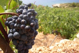 Usvojena Uredba o oznakama zemljopisnog podrijetla EU za vino, jaka i alkoholna pića i poljoprivredne proizvode