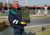 U tijeku jesensko uređenje zelenih površina grada Požege - za lijepu zimu i šareno proljeće preko 13 tisuća sadnica