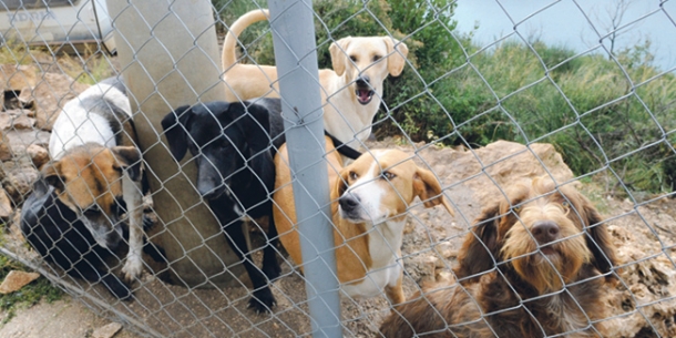Apel za pomoć azilu za pse