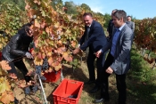 Od ubranog zweigelta pripremit će jedinstveno vino Erasmus +