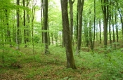 Ministarstvo poljoprivrede financira radove gospodarenja u šumama privatnih šumoposjednika
