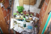 Kod 40-godišnjaka pronašli marihuanu i opremu za uzgoj marihuane u Pleternici