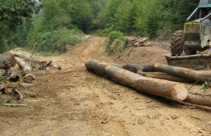Prilikom rušenja šume jedna osoba ozlijeđena