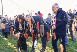 "Vincelovo na Požeškoj gori" u organizaciji TZ grada Požege u vinogradu na brdu Kamen