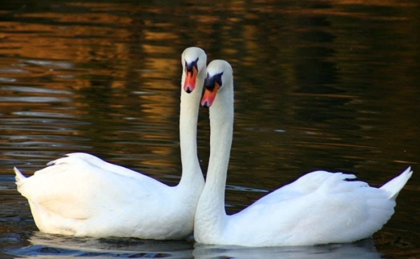Porast broja pozitivnih divljih ptica na visoko patogenu influencu ptica (VPIP) podtipa H5N1