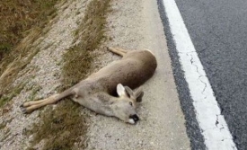 45-godišnjak između Nove Lipe i Emovačkog Luga pronašao i otuđio strvinu srnjaka