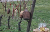 TZ grada Požege najavila proslavu &quot;Vincelovo na Požeškoj gori&quot; u vinogradima