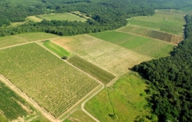 Preporuke za zaštitu nasada voćarima, vinogradarima i povrtlarima krajem mjeseca lipnja