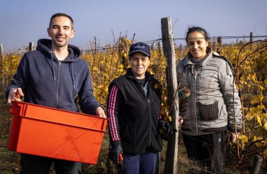 Održana jedna od rijetkih berbi - izborna berba grozdova s plemenitom plijesni u vinogradu obitelji Sontaki na mikro lokaciji Mitrovac