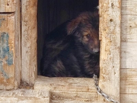 Prijatelji životinja prijavili DIRH-u splitskog psihijatra koji je zlorabio 69 životinja - Izlaze na vidjelo strahote uzgoja pasa za borbe