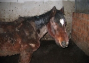 Zašto Veterinarskoj komori nije bitna dobrobit životinja ?