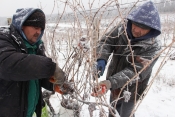 Na -12 brali graševinu i traminac za „ledeno vino“