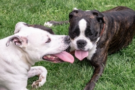 Prijatelji životinja poručuju -  Tragedija u Zadru je alarm za hitno mijenjanje Pravilnika o opasnim psima