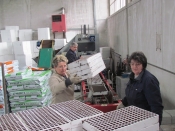 Zasijano 620.000 stiropornih plitica