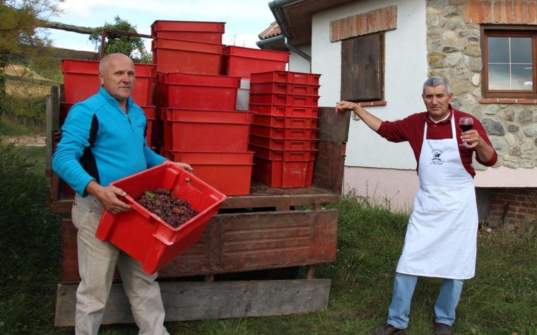 Crni Caberneti za poznati brand „Kitokret“