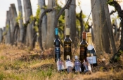 6 milijuna kuna potpore regionalnim organizacijama vinara i vinogradara