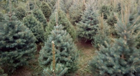 60-godišnjak iz Brestovca s nepoznatom osobom dogovorio prodaju božićnih drvaca koja mu nisu do sada plaćena