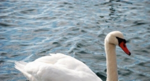 Pojava Influence ptica podtipa H5N8 kod labudova na području Vukovarsko-srijemske županije