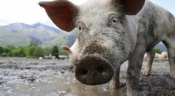 Hrvatska dobila status zemlje slobodne od klasične svinjske kuge - veliko priznanje za provedene veterinarske mjere