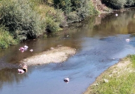 Smanjeni vodostaj Orljave otkrio odvratno ponašanje pojedinaca: Iz korita izvirile vreće pune smeća