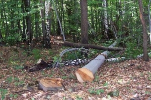 Nepoznati počinitelj je početkom svibnja izrezao i otuđio stabla hrasta i bukve u vlasništvu Hrvatskih šuma