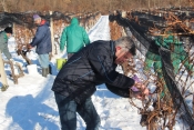 Istinska ledena berba sorte Traminac bit će perjanica vinarije Kutjevo d.d.