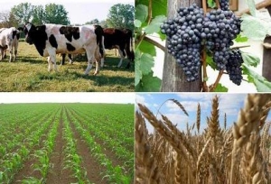Ministarstvo poljoprivrede  predstavilo paket izvanrednih mjera pomoći za poljoprivredu i ribarstvo