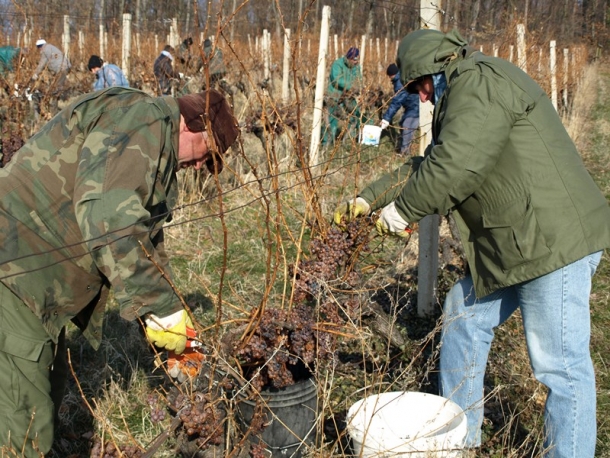 Ledena berba traminca na Hrnjevcu