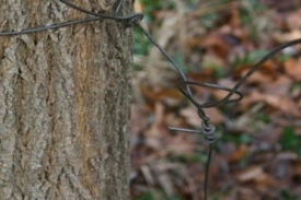 Na području Kutjeva nepoznati počinitelj postavio zamku za divljač kojom je usmrtio srneću divljač