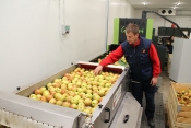 Povećavaju kapacitet sa 3.000 na 8.000 tona jabuka