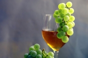 Novosti u označavanju vina i aromatiziranih proizvoda od vina koje stupanju na snagu 8. prosinca 2023. godine