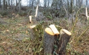 Pronađen 38-godišnjak koji je posjekao stabla hrasta i jedna prometna u Pleternici