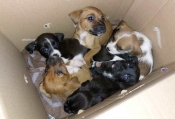 U želji da smanje broj lutalica grad Pleternica donio Odluku o sufinanciranju sterilizacije, kastracije i označavanja pasa