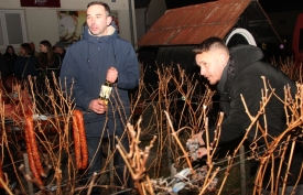 &quot;Vincelovo u Kutjevu&quot; ove godine spoj tradicije vinogradarskog blagdana i odlične zabave i provoda brojnih posjetitelja