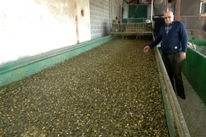 Županija zainteresirana za brendiranje bučinog ulja 
