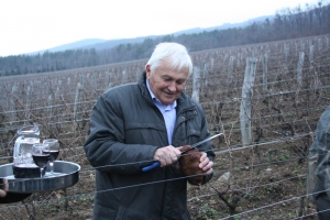 Dobar urod, a grozdovi poput kulenova
