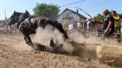 Redovito ih bičuju do krvi, ubadaju i udaraju radi zabave i zarade!